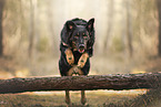 Croatian-Shepherd-Mongrel