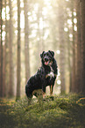 Croatian-Shepherd-Mongrel