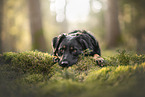 Croatian-Shepherd-Mongrel