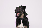 Croatian-Shepherd-Mongrel