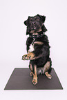 Croatian-Shepherd-Mongrel