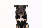 Croatian-Shepherd-Mongrel