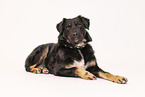 Croatian-Shepherd-Mongrel