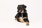 Croatian-Shepherd-Mongrel