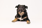 Croatian-Shepherd-Mongrel