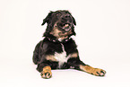 Croatian-Shepherd-Mongrel