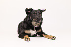 Croatian-Shepherd-Mongrel