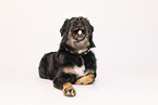 Croatian-Shepherd-Mongrel