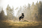 Croatian-Shepherd-Mongrel