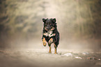 Croatian-Shepherd-Mongrel