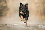 Croatian-Shepherd-Mongrel