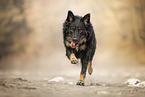 Croatian-Shepherd-Mongrel