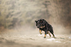 Croatian-Shepherd-Mongrel