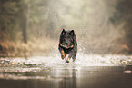 Croatian-Shepherd-Mongrel