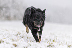 Croatian-Shepherd-Mongrel