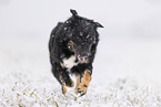 Croatian-Shepherd-Mongrel