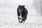 Croatian-Shepherd-Mongrel