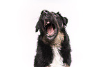 Croatian-Shepherd-Mongrel