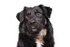 Croatian-Shepherd-Mongrel