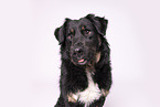 Croatian-Shepherd-Mongrel