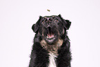 Croatian-Shepherd-Mongrel