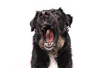 Croatian-Shepherd-Mongrel