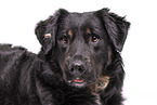 Croatian-Shepherd-Mongrel