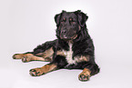 Croatian-Shepherd-Mongrel