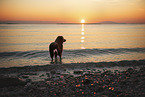 Croatian-Shepherd-Mongrel