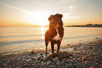 Croatian-Shepherd-Mongrel