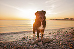 Croatian-Shepherd-Mongrel