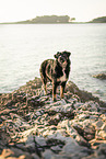 Croatian-Shepherd-Mongrel