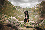 Croatian-Shepherd-Mongrel