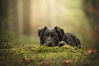 Croatian-Shepherd-Mongrel