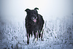Leonberger-Mongrel