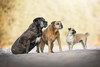 mongreld dogs