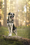 German-Shepherd-Sivas-Kangal