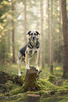 German-Shepherd-Sivas-Kangal