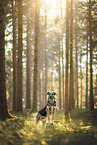 German-Shepherd-Sivas-Kangal