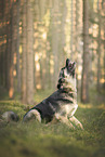 German-Shepherd-Sivas-Kangal