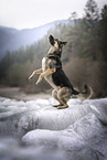 German-Shepherd-Sivas-Kangal
