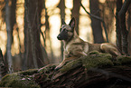 Malinois-Mongrel