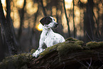 Dalmatian-Mongrel