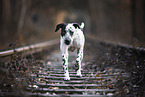 Dalmatian-Mongrel