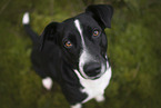 Border-Collie-Mongrel