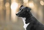 Border-Collie-Mongrel