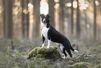 Border-Collie-Mongrel
