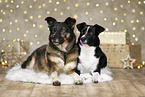 Border-Collie-Mongrel