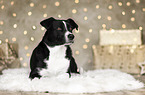 Border-Collie-Mongrel