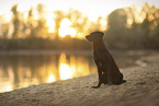 Border-Collie-Mongrel